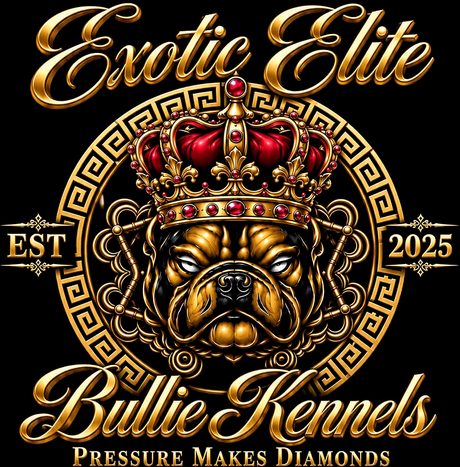 Exotic Elite Bullie Kennels — Pressure Makes Diamonds