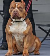 Bossy’s G3